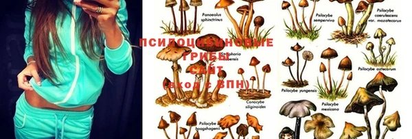 mdpv Волоколамск